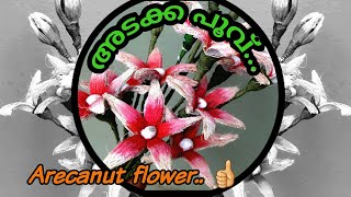 Dry flower/Easy craft/Arecanut flower ... അടക്ക കൊണ്ട് ഒരു ഫ്ലവർ ഉണ്ടാക്കിയാലോ?