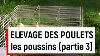 Comment élever vos poulets à partir de poussins (partie 3)