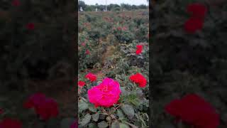 perfect shot l nature l flowers #shorts #youtubeshorts #ytshorts