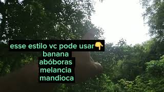 USANDO O AGROFLORES NA PLANTAÇÃO DE BANANA 🍌 🍌🍌