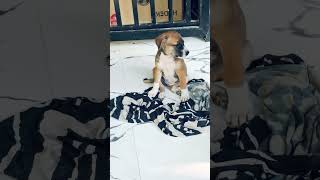 Cute puppy #shortsviral #travel #shortsvideo #reels #shortsfeed #puppy