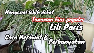 Lili Paris || Cara Merawat dan Perbanyakan Lili Paris