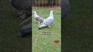 juvenille satinette pigeon's #fancypigeon