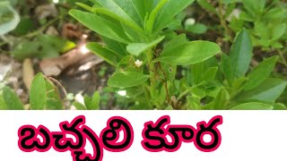 బచ్చలి కూర తిన్నారా ఎప్పుడైనా #foodrecipes #plz_subscribe_my_channel for more interesting videos🙏