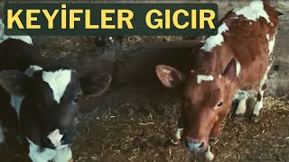 KEYİFLER GICIR