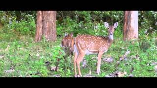 Nagarhole Wildlife Adventure - Born to be Wild with Thrillophilia