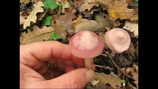 Mycena rosea. Champimaginatis. English Text.