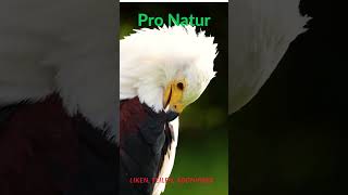 Pro Natur Adler