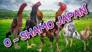 O-SHAMO JAPAN, MAS BRO #aseelmurga #birds #ayamaseel #ayam #rooster