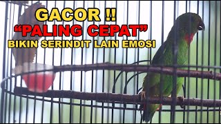 Serindit Gacor Sangat Bagus Buat Pancingan