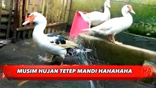 TERNAK ENTOK JUMBO DILAHAN SEMPIT DAN TERBATAS SEKALA RUMAHAN RUTINITAS DEPAN PINTU #entokjumbo