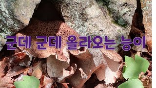 군데군데 올라오는 능이, 능이버섯산행 능이산행