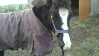 Sisco. Loading 7 Month old Welsh Cob Colt