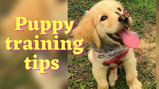 Puppy Training Tips | How to house-train your puppy?