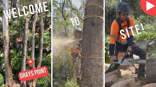 Welcome To Site - Grays Point - Shane's Trees