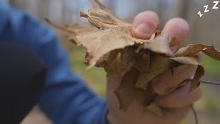 ASMR In Public Outside at the Nature Preserve! I Preston TalkZZZ