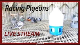 RACING PIGEONS live view