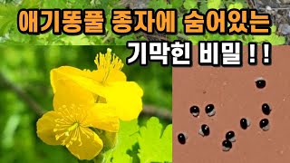 애기똥풀 종자에 숨어있는 기막힌 비밀