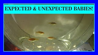 Episode 17 - Breeding Pond and Aquarium Fish - Koi, Goldfish, Plecos, Cories, and Guppies!