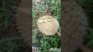 durian montong #shorts #short #durianmontong