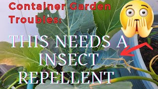 How To Make Your Own Natural Insect Repellent Spray For Container Gardens