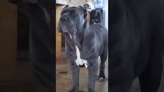 Mastiff puppy to adult dog Transformation | #shorts #dog #dogs #mastiff #doglover #trasformation