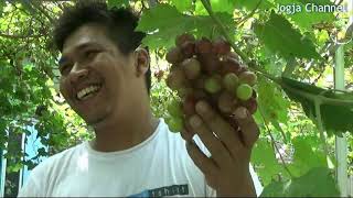 WOW... ADA WISATA PETIK BUAH DI KAMPUNG ANGGUR BANTUL