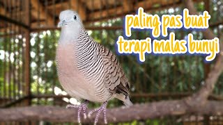 PERKUTUT LOKAL GACOR SUARA BESAR PALING PAS BUAT TERAPI MALAS BUNYI