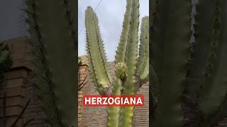 Neoraimondia/Neocardenasia HERZOGIANA #shorts #cactaceae #cactus