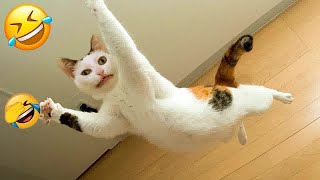 Funny Dogs And Cats Videos 2024 😹🐶 TRY NOT TO LAUGH😍