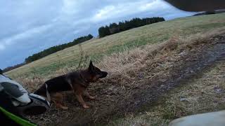 German shepherd on walk. Eros på tur. 11.12.2024. still you tubes most boring video part 2.