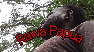 Pacing di rawa2 merauke papuà. #humor