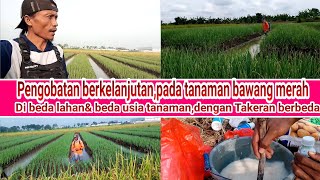 pengobatan berkelanjutan,untuk tanaman yang beda umur,dengan takaran yang berbeda