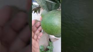 Jeruk Sunkist Berbuah Diplanterbek‼️#shorts #shortvideo #fruit #jeruk #viral