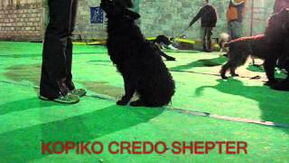 Mudi Kopiko Obedience positions with static front