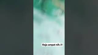 raja Ampat ikannya ramah-ramah.