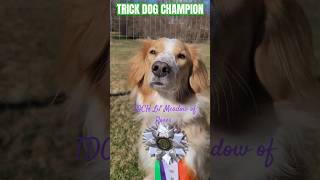 🌹Trick Dog Champion🐕 #iamchampion #dog #champion #dogtricks #cutedog #smartdog #doglover #collie