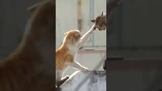 Cat Roaring Sound While Fighting Two Cates...