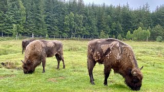 Highland Wildlife Park || Drive Through #wildlife #wildlifeanimals #zoo