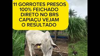 CRIANDO GADO DE CORTE NO CAPIAÇU