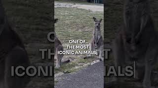 Kangaroo - Only Found in Australia Bounciest Boxer 🦘