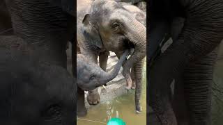 Elephant Eats Watermelon 🍉 #shortvideo #cute #animals