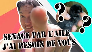 comment sexer les poussins par l'aile aider moi