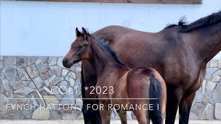 colt by Fynch Hatton - For Romance l *2023 Oldenburg