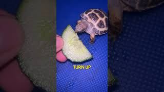 Tiny turtle biting sound!