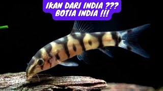 YOYO LOACH ATAU BOTIA INDIA !!! ( Ikan Alga Eater )