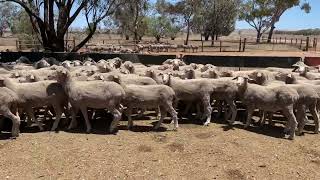 Leahcim 2021D ewes Nov shorn