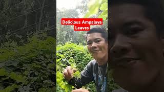 DELICIOUS AMPALAYA LEAVES