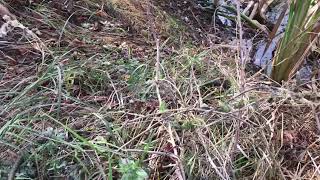 Release of a rescued snake (Natrix tessellata)