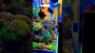 marine setup #shorts #aquarium #trending